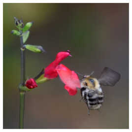 Il s'apprête à butiner une fleur de sauge rouge