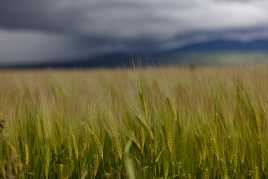 Un peut de blé