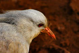 oiseau de mon ile....