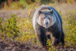 Sur le chemin du grizzly