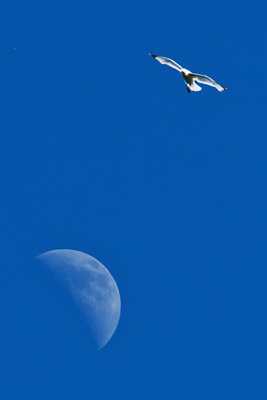 Le goéland et la lune