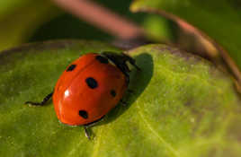 Elles sont déjà là (V2)