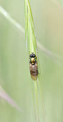 Chloromyie agréable