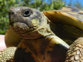 TORTUE SORTIE DE SON OMBRE