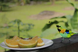 L'apéro avant le repas