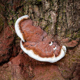 T'as d'beaux yeux tu sais