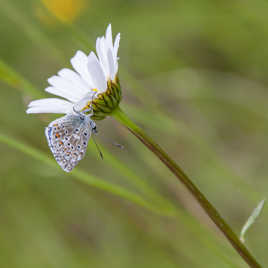 Le papillon et la marguerite