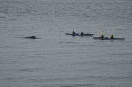 les kayakistes et la baleine