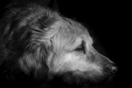 Fidélité et dévouement