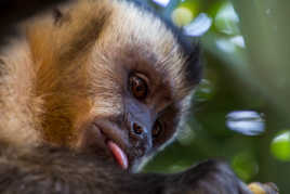 Capucin du Pantanal