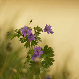La magie des fleurs.