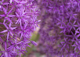 Violettement fleurie