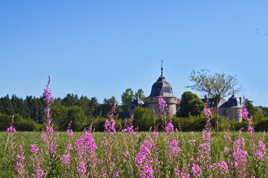 Au travers des fleurs