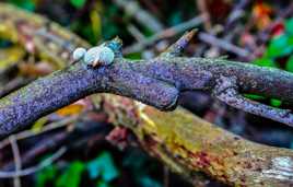 champignons des bois.4