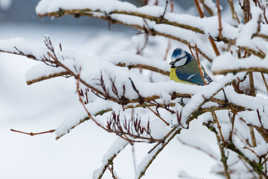 Vivement le printemps !