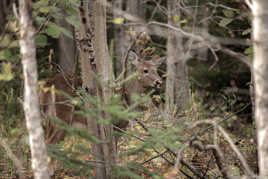 Les animaux du parc du bic