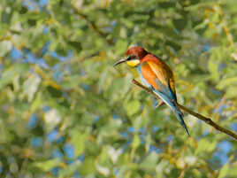 C'est qui là tout en bas ?