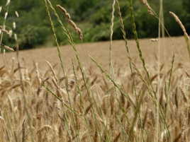 Champ de blé