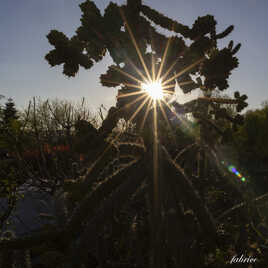 Toujours dans les cactus