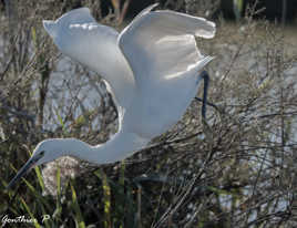 Dans les starting block