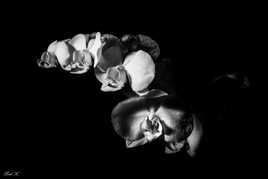 Orchidée