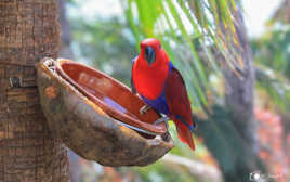 Eclectus roratus