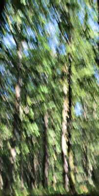 Impression sylvestre