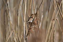 Au milieux des roseaux