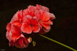 geranium