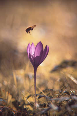 Objectif Vintage Miranda 200mm f3.5