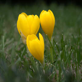 Crocus