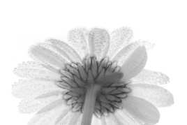 Tournée vers le ciel