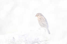 Lumière intérieure