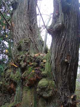 Le vieux chataîgnier