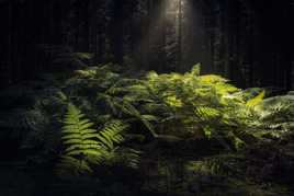 Forêt enchantée (les fougères)