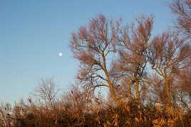 L'hiver camarguais