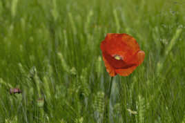 Coquelicot dans les blès