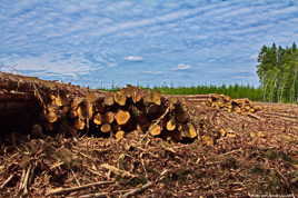 Déforestation