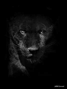 Jaguar noire