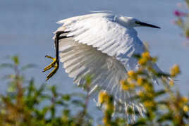 Envol de l'aigrette