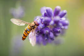 Pause nectar