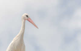 La cigogne et les nuages