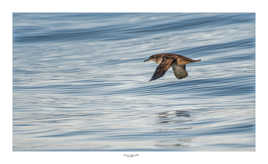 Puffin des baléares