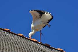 cigogne équilibriste