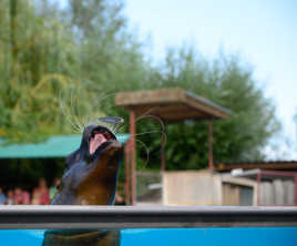 Otarie qui attrape un petit poisson