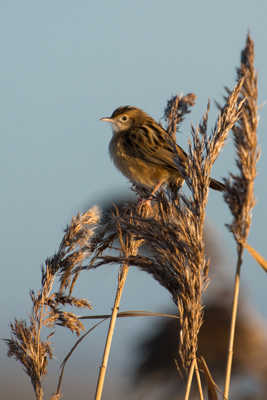 Cisticole des jonc