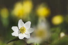 Un air de printemps