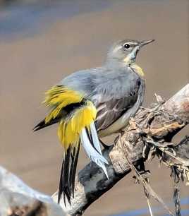 Bergeronnette des ruisseaux