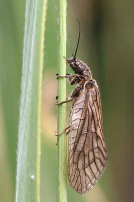 Sialis