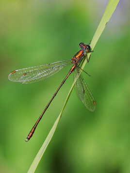 Agrion délicat